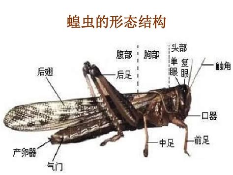 蟋蟀代表號碼|夢到蟋蟀號碼